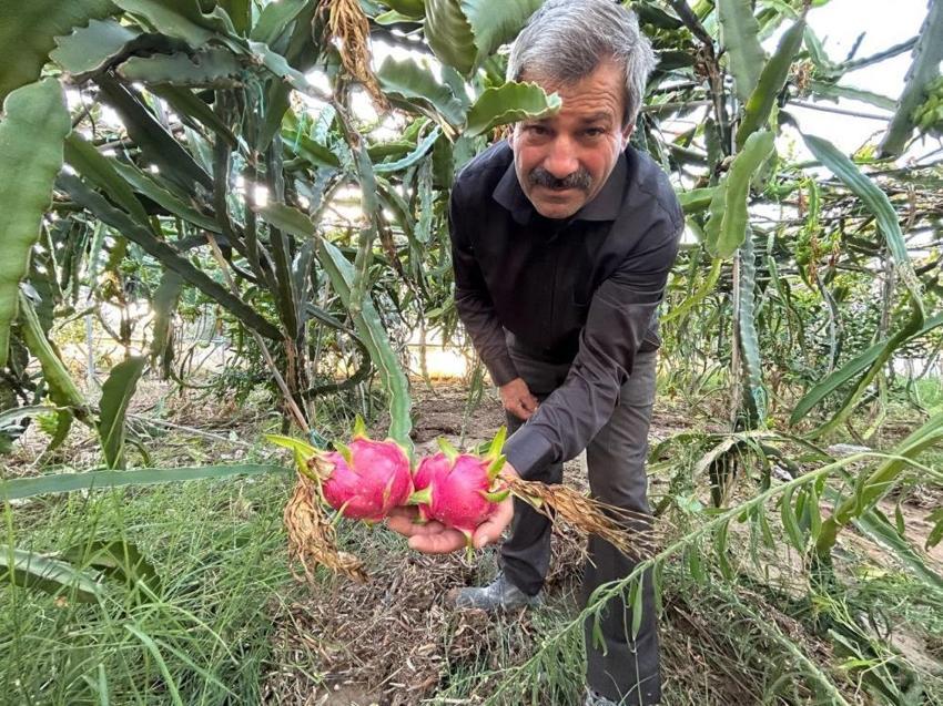 Hataylı çiftçi kilosunu 180 TL'ye satıyor! 2 dönümde hasat başladı