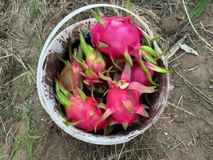 Hataylı çiftçi kilosunu 180 TL'ye satıyor! 2 dönümde hasat başladı
