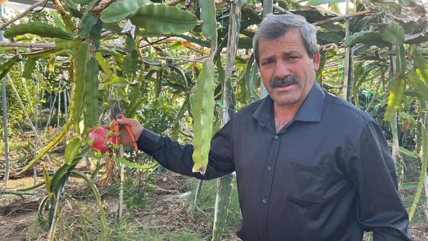 Hataylı çiftçi kilosunu 180 TL'ye satıyor! 2 dönümde hasat başladı