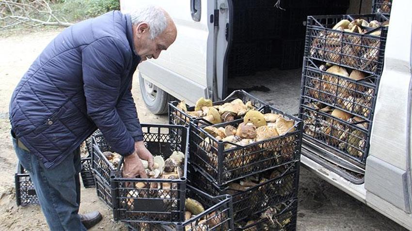 Sinop'ta köylünün yeni gelir kapısı oldu! Sırf bunu toplamak için işten çıktılar: Bir haftada 20 milyon lira kazandırdı, ormanın her köşesinden adeta fışkırıyor