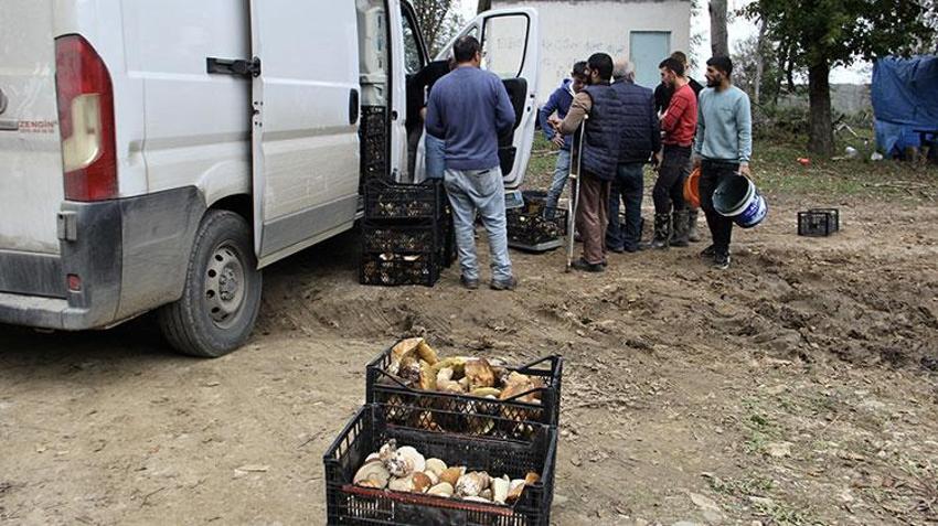 Sinop'ta köylünün yeni gelir kapısı oldu! Sırf bunu toplamak için işten çıktılar: Bir haftada 20 milyon lira kazandırdı, ormanın her köşesinden adeta fışkırıyor