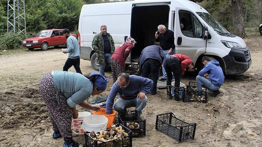 Sinop'ta köylünün yeni gelir kapısı oldu! Sırf bunu toplamak için işten çıktılar: Bir haftada 20 milyon lira kazandırdı, ormanın her köşesinden adeta fışkırıyor