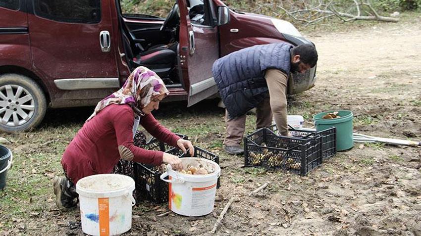 Sinop'ta köylünün yeni gelir kapısı oldu! Sırf bunu toplamak için işten çıktılar: Bir haftada 20 milyon lira kazandırdı, ormanın her köşesinden adeta fışkırıyor