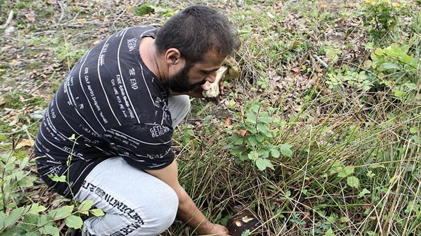 Sinop'ta köylünün yeni gelir kapısı oldu! Sırf bunu toplamak için işten çıktılar: Bir haftada 20 milyon lira kazandırdı, ormanın her köşesinden adeta fışkırıyor