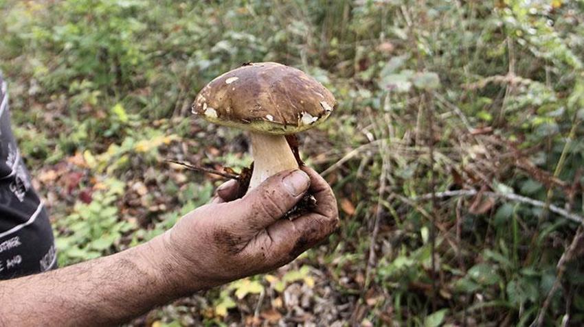 Sinop'ta köylünün yeni gelir kapısı oldu! Sırf bunu toplamak için işten çıktılar: Bir haftada 20 milyon lira kazandırdı, ormanın her köşesinden adeta fışkırıyor