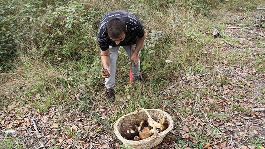 Sinop'ta köylünün yeni gelir kapısı oldu! Sırf bunu toplamak için işten çıktılar: Bir haftada 20 milyon lira kazandırdı, ormanın her köşesinden adeta fışkırıyor