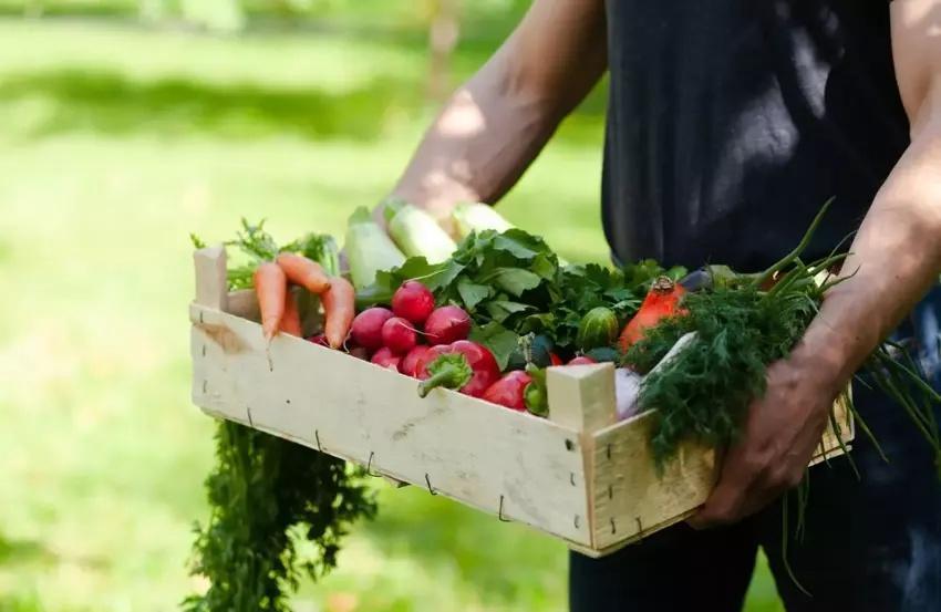 Kiraladığı arazinin sahibi oldu! Akrabası tohumu verdi üretimi 50 dekara çıkardı: Ünlülere satıyor