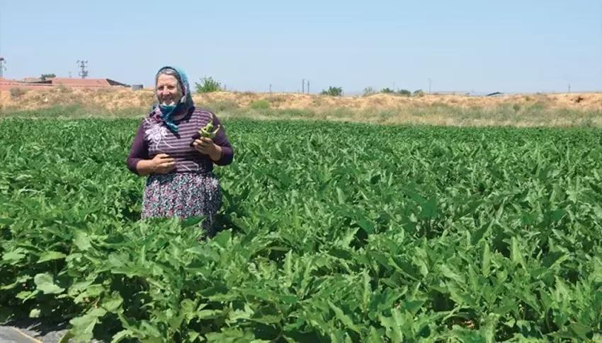 Kiraladığı arazinin sahibi oldu! Akrabası tohumu verdi üretimi 50 dekara çıkardı: Ünlülere satıyor
