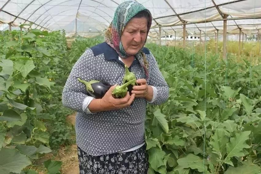 Kiraladığı arazinin sahibi oldu! Akrabası tohumu verdi üretimi 50 dekara çıkardı: Ünlülere satıyor