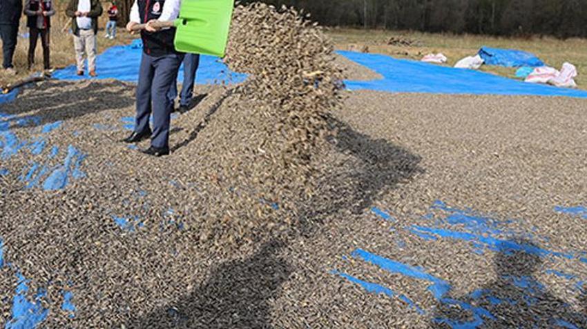 Konyalı çiftçilerin gözdesi! 3 yılda rekor artış oldu! Üreticiye yüksek kazanç getirdi