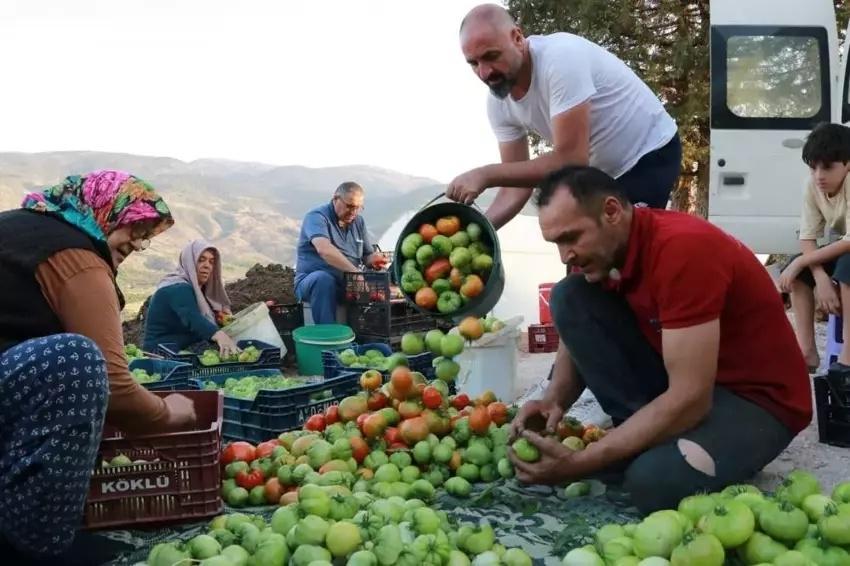 3 kez vazgeçti yapınca servet kazandı! Konya'da 1000 ton ürün alıyor: Arkadaş ortamına aklına geldi