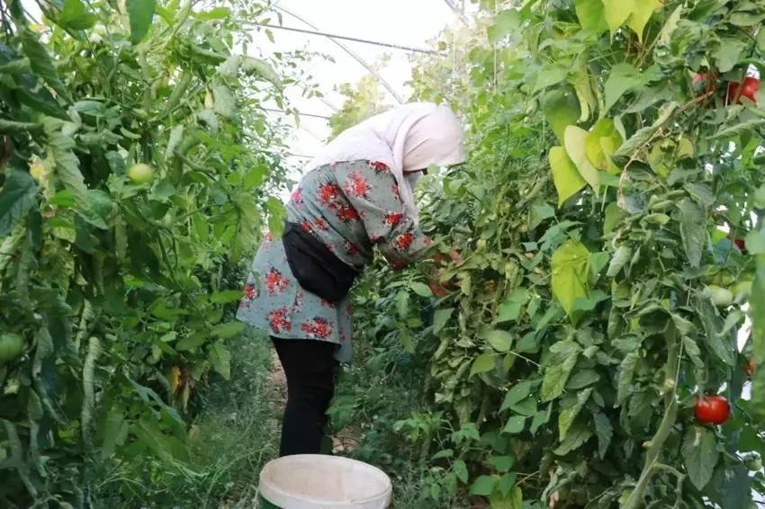 3 kez vazgeçti yapınca servet kazandı! Konya'da 1000 ton ürün alıyor: Arkadaş ortamına aklına geldi