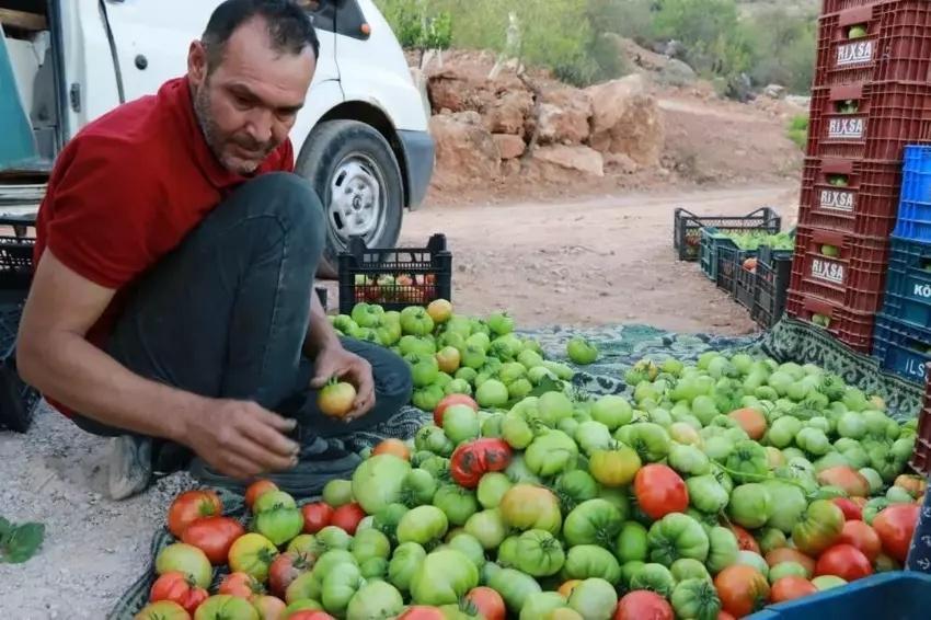 3 kez vazgeçti yapınca servet kazandı! Konya'da 1000 ton ürün alıyor: Arkadaş ortamına aklına geldi