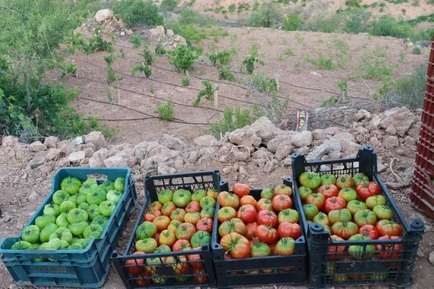 3 kez vazgeçti yapınca servet kazandı! Konya'da 1000 ton ürün alıyor: Arkadaş ortamına aklına geldi