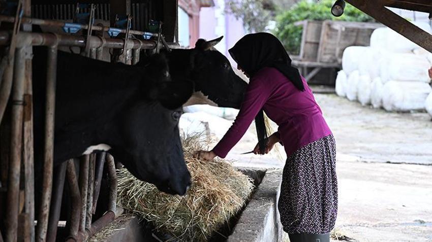 Düzceli genç kadının ilham veren başarısı! Bir inekle başladı, 5 yılda dev bir tesis kurdu