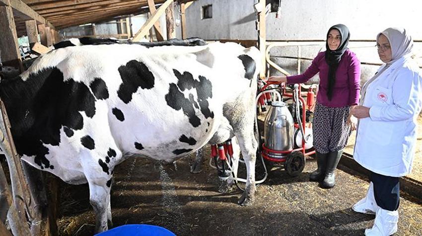 Düzceli genç kadının ilham veren başarısı! Bir inekle başladı, 5 yılda dev bir tesis kurdu