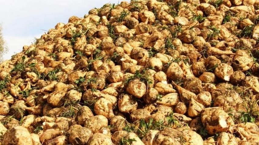 Eskişehir ve Konya'da bolca yetişiyor! Baldan tatlı: Fabrikalar sıraya girdi, tonlarca ürün var