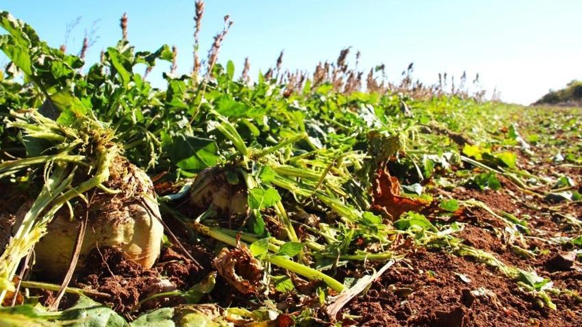 Eskişehir ve Konya'da bolca yetişiyor! Baldan tatlı: Fabrikalar sıraya girdi, tonlarca ürün var