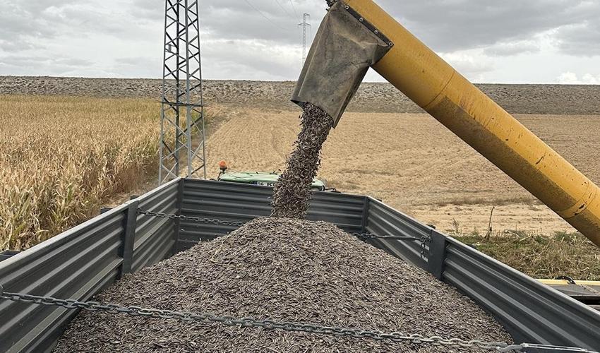 Konya'da alan arttı! Üretimi 100 bin tona çıktı: 3 yıl da kat kat arttı
