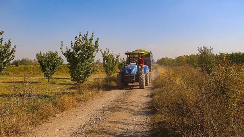 Iğdır ovaları silajlık mısırda rekora koşuyor: Hasat başladı, 172 bin ton ürün bekleniyor!