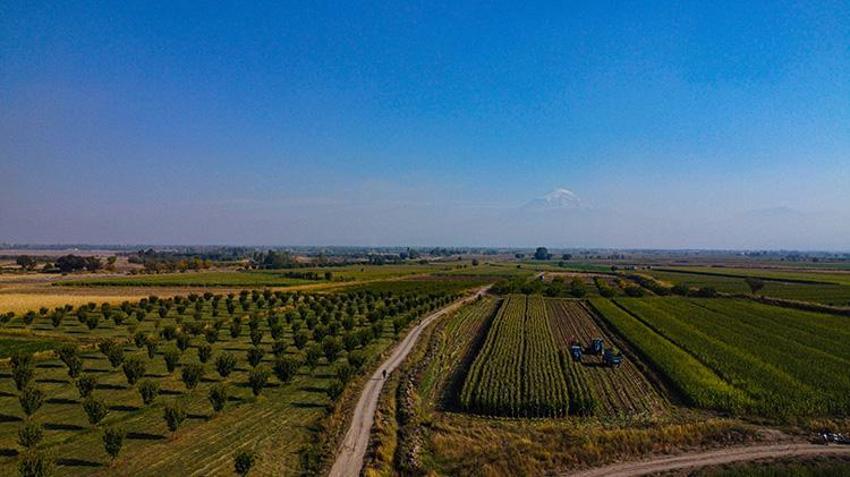 Iğdır ovaları silajlık mısırda rekora koşuyor: Hasat başladı, 172 bin ton ürün bekleniyor!