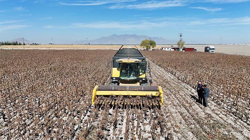 Karaman'daki bu tarlayı ekip biçenler çiftçi değil! 60 dönüm arazide çerezlik ayçiçeği hasat edildi