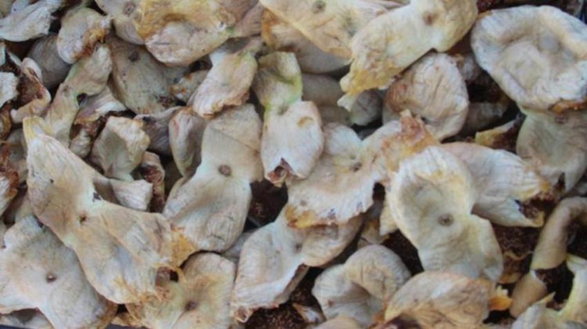Mersin'de hasat bitti! Rekolte düştü ama çiftçiye altın gibi kazanç sağladı