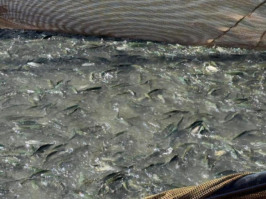 Erzincan’da su ürünlerinde rekor üretim: 200 tonluk hasat bölgeyi zenginleştirdi