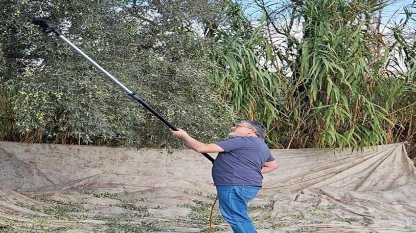 Yağışların ardından hasat başladı! Hem verim hem de rekolte üreticinin yüzünü güldürdü