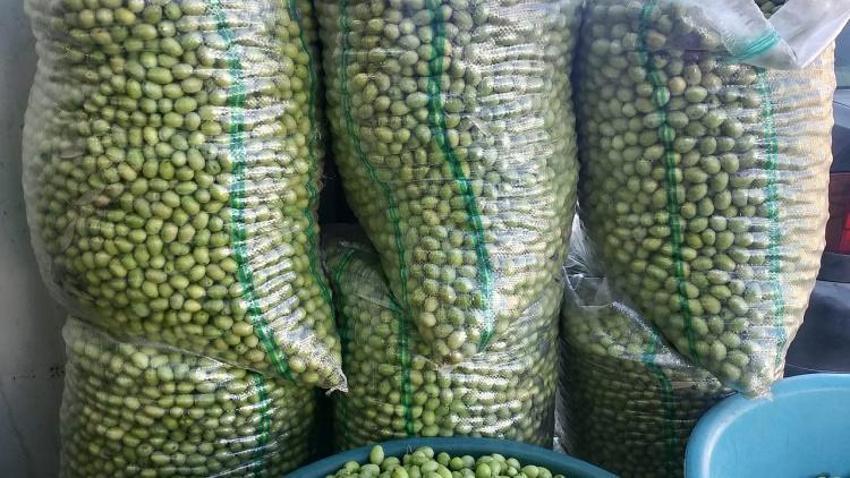 Adana'da hasat yapıldı Malatya'nın gözdesi oldu! Kilosu 110 TL