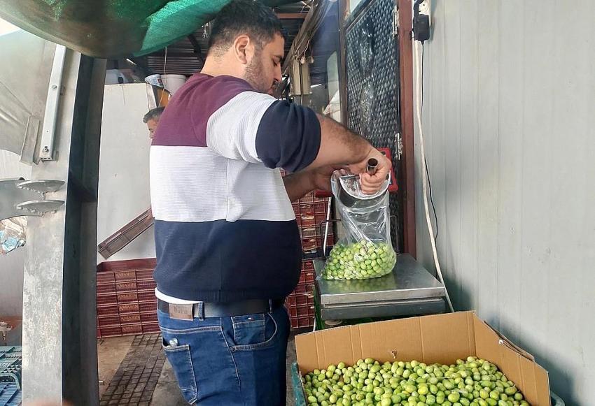 Adana'da hasat yapıldı Malatya'nın gözdesi oldu! Kilosu 110 TL