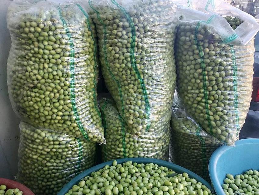 Adana'da hasat yapıldı Malatya'nın gözdesi oldu! Kilosu 110 TL