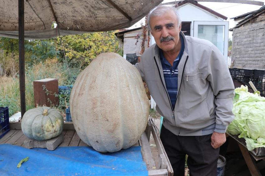 Sivaslı çiftçi tarlasına ata tohumu ekti, her biri tam 50 kilo çıktı: İki kişi zor taşıyor! Gören fotoğrafını çekiyor