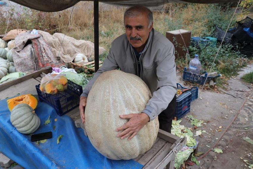Sivaslı çiftçi tarlasına ata tohumu ekti, her biri tam 50 kilo çıktı: İki kişi zor taşıyor! Gören fotoğrafını çekiyor