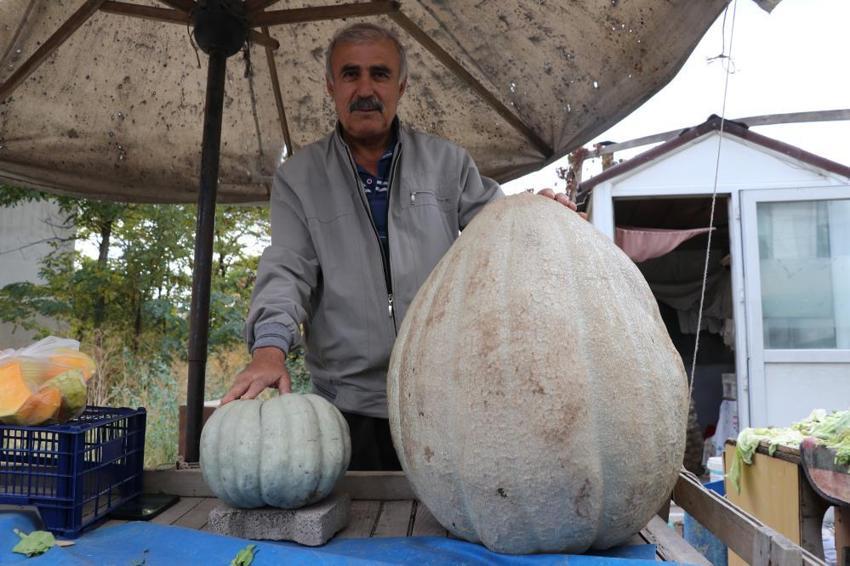 Sivaslı çiftçi tarlasına ata tohumu ekti, her biri tam 50 kilo çıktı: İki kişi zor taşıyor! Gören fotoğrafını çekiyor