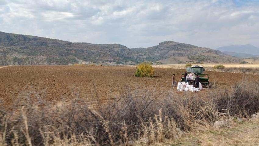Diyarbakır'da ekimine başlandı! Tohumu binlerce dekara yayıldı
