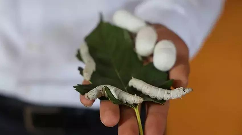 Babaannesinden gördü yılda bir kez üretim yapıyor! Yılda 800 kilo satıp paraya para demiyor