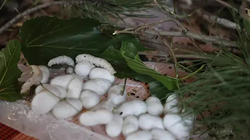Babaannesinden gördü yılda bir kez üretim yapıyor! Yılda 800 kilo satıp paraya para demiyor