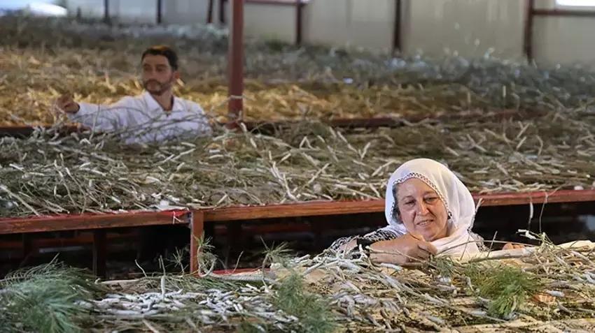 Babaannesinden gördü yılda bir kez üretim yapıyor! Yılda 800 kilo satıp paraya para demiyor