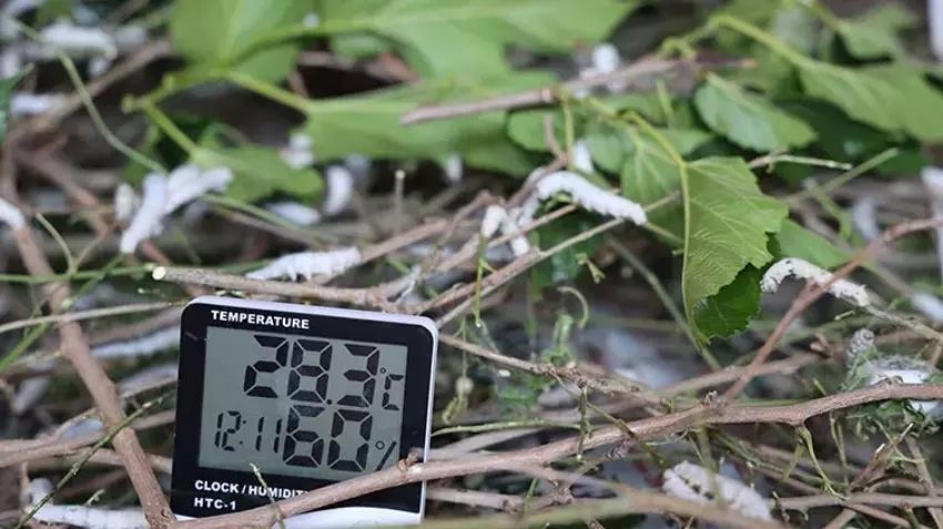 Babaannesinden gördü yılda bir kez üretim yapıyor! Yılda 800 kilo satıp paraya para demiyor