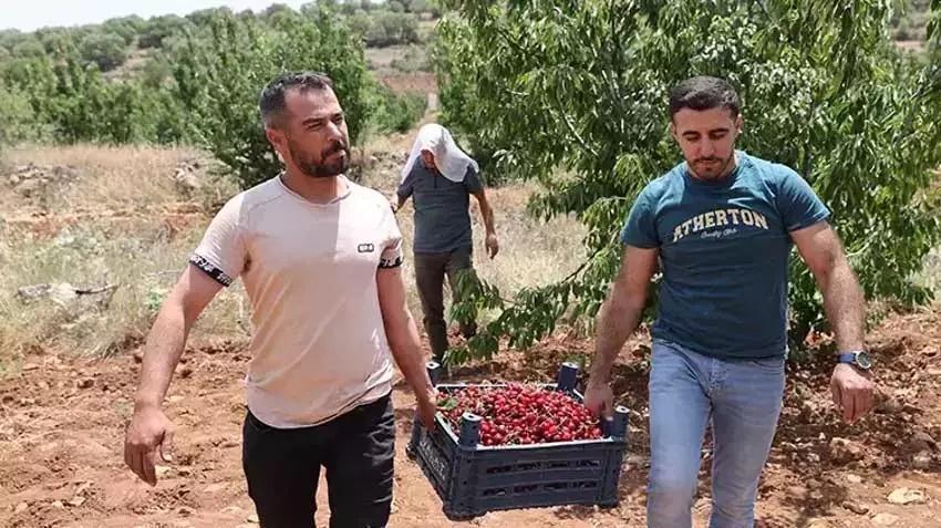 Tadına bakmak için ekti, Türkiye'nin 81 iline satmaya başladı! Mardin'de kasa kasa talep görüyor