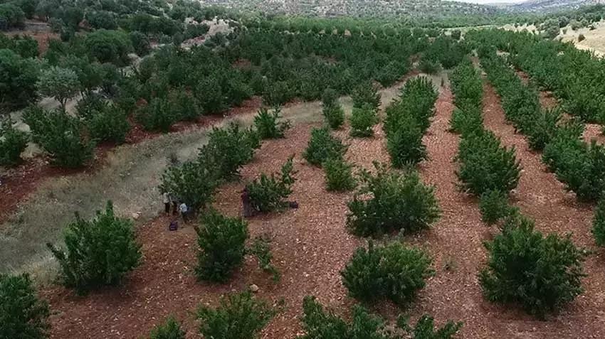 Tadına bakmak için ekti, Türkiye'nin 81 iline satmaya başladı! Mardin'de kasa kasa talep görüyor