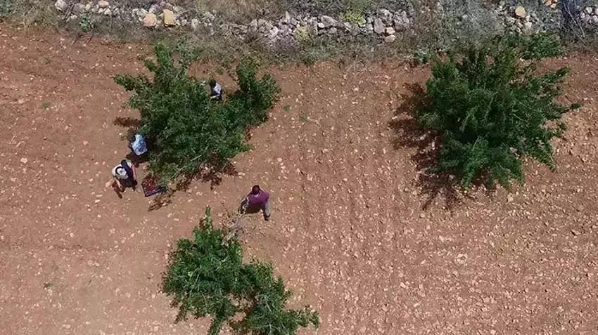 Tadına bakmak için ekti, Türkiye'nin 81 iline satmaya başladı! Mardin'de kasa kasa talep görüyor