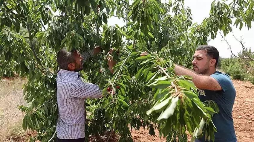 Tadına bakmak için ekti, Türkiye'nin 81 iline satmaya başladı! Mardin'de kasa kasa talep görüyor