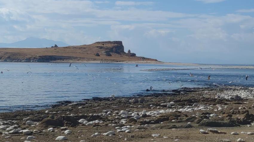 Van'da yüzde 80'i gün yüzüne çıktı! Ada yolu üzerinde bulundu