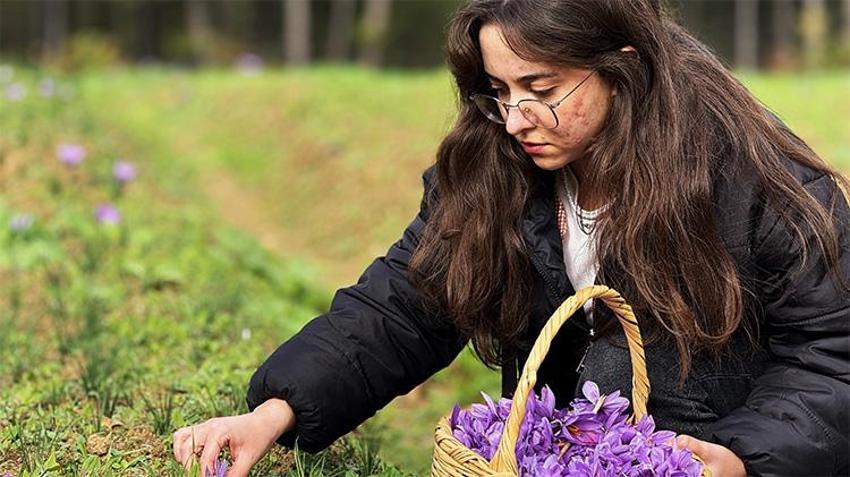 Eken senesinde ev araba alıyor! Şehrin imza ürünü, gramı 600 TL'den kapış kapış gidiyor