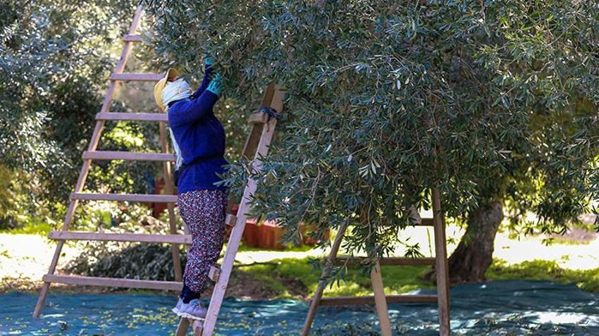 Manisa'da 17 milyon ağaçta hasat başladı! 'Yok yılı'nda ürünün kalitesi çiftçiyi sevindirdi