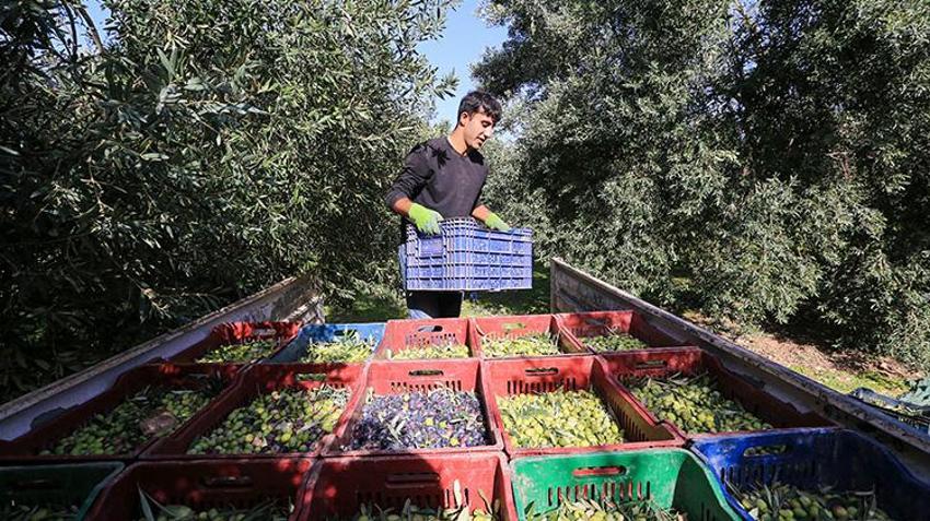 Manisa'da 17 milyon ağaçta hasat başladı! 'Yok yılı'nda ürünün kalitesi çiftçiyi sevindirdi