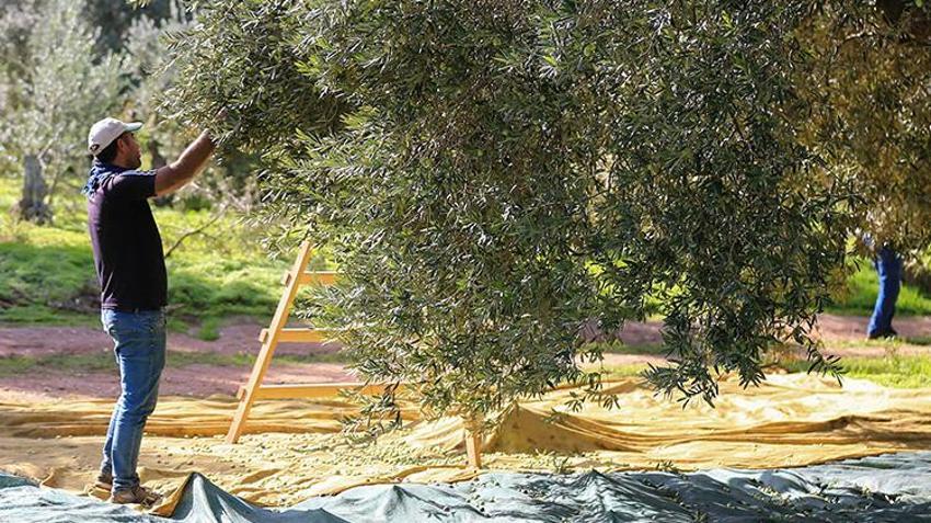 Manisa'da 17 milyon ağaçta hasat başladı! 'Yok yılı'nda ürünün kalitesi çiftçiyi sevindirdi