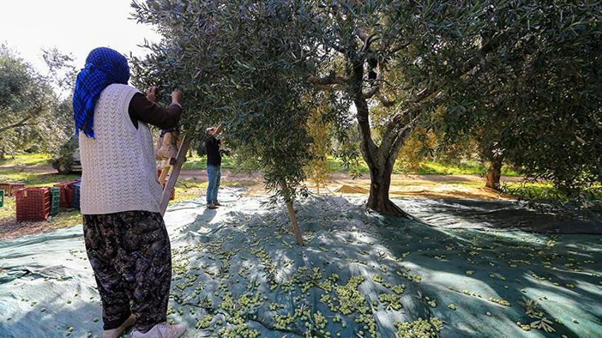 Manisa'da 17 milyon ağaçta hasat başladı! 'Yok yılı'nda ürünün kalitesi çiftçiyi sevindirdi